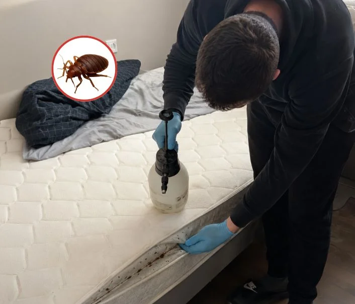 Technicien traitant un matelas contre les punaises de lit à Flexanville